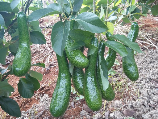 QUY TRÌNH KỸ THUẬT CANH TÁC CÂY BƠ GHÉP